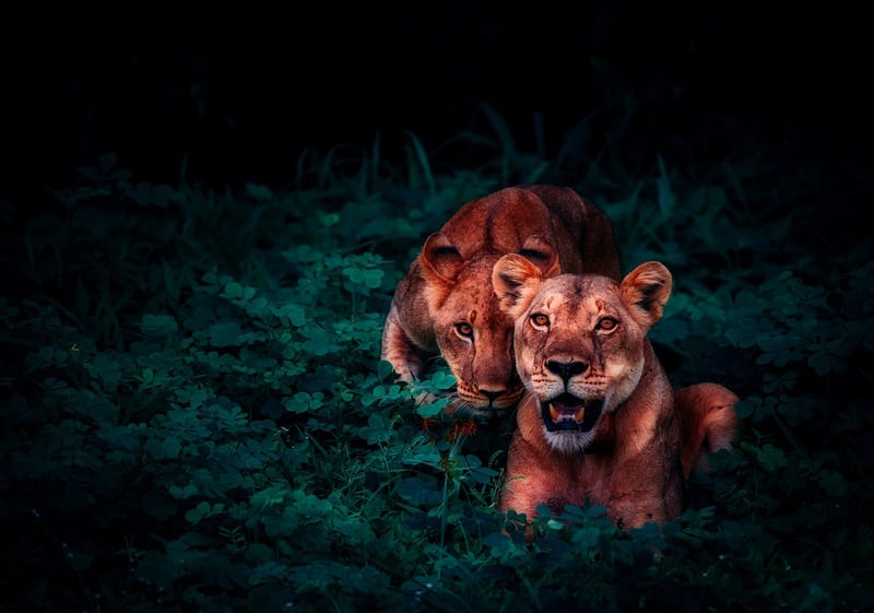 Jungle Expedition